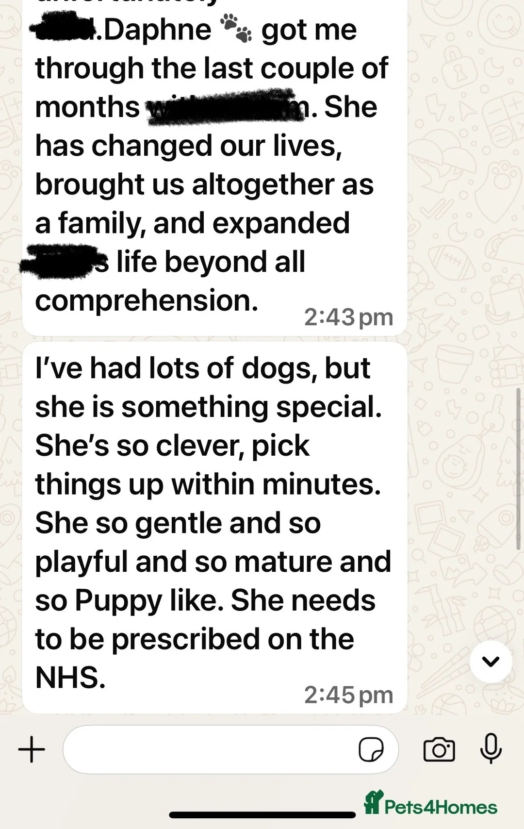 Welsh Corgi Pembroke dogs for sale: Champion bloodlines on both sides, great with kids - Advert 33