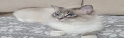 Ragdoll cats for sale: Remarkable Ragdolls  - Advert 20