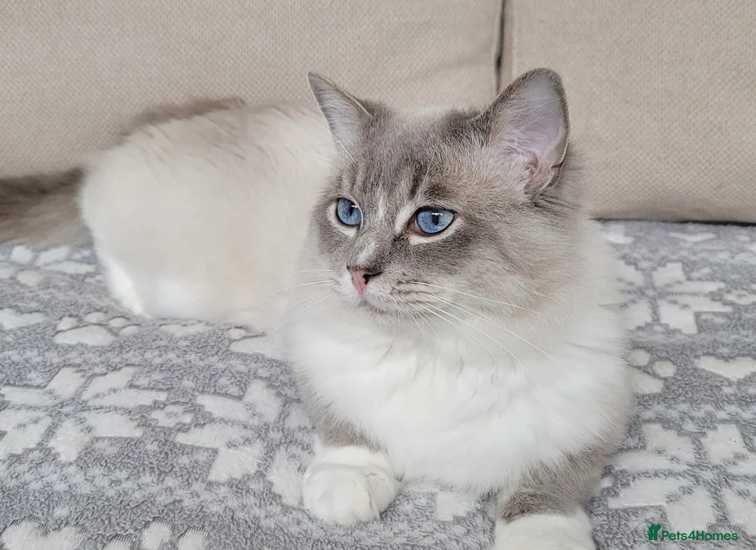 Ragdoll cats for sale: Remarkable Ragdolls  - Advert 20