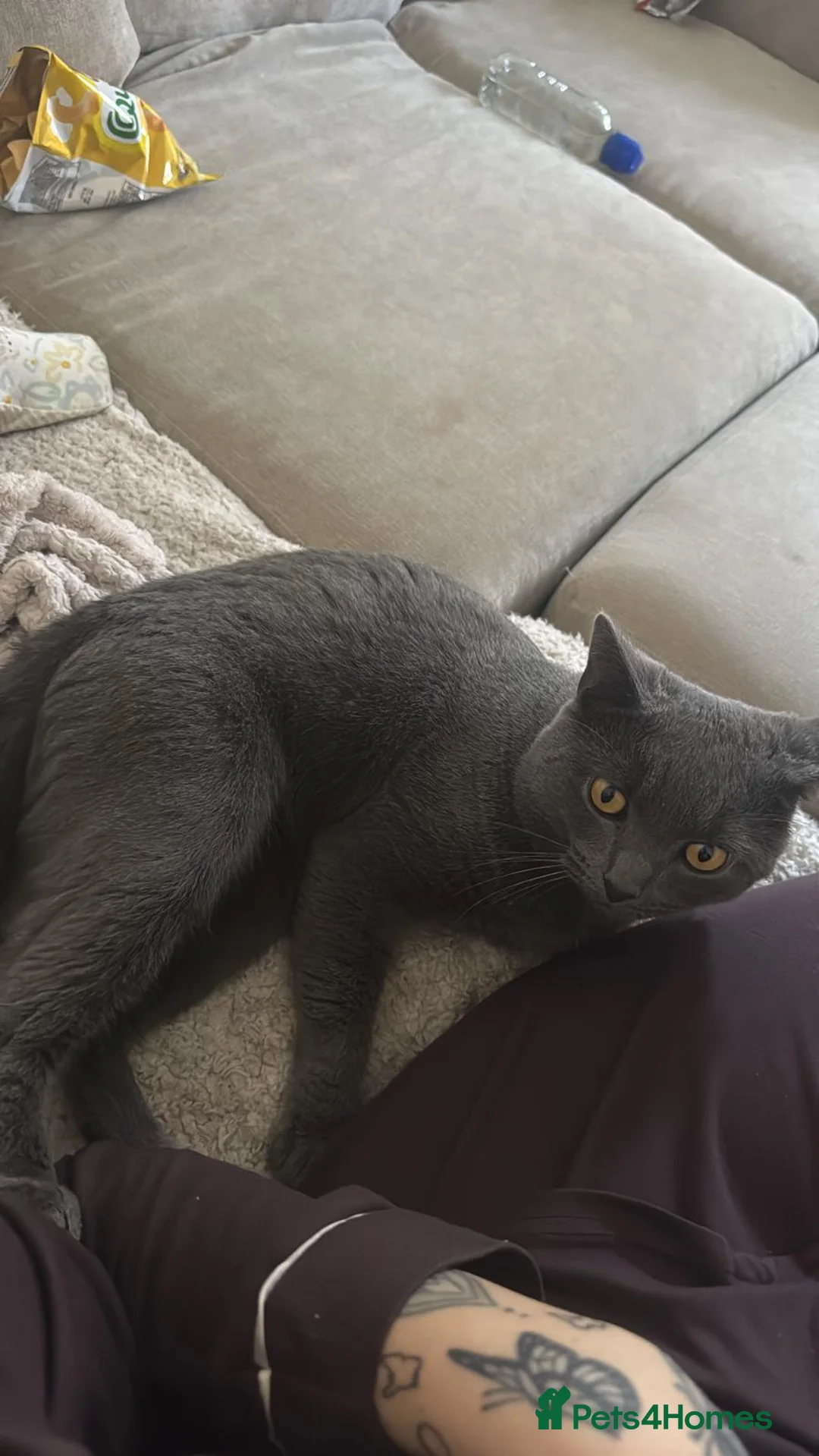 British Shorthair cats for sale: Male Blue cat - Advert 6