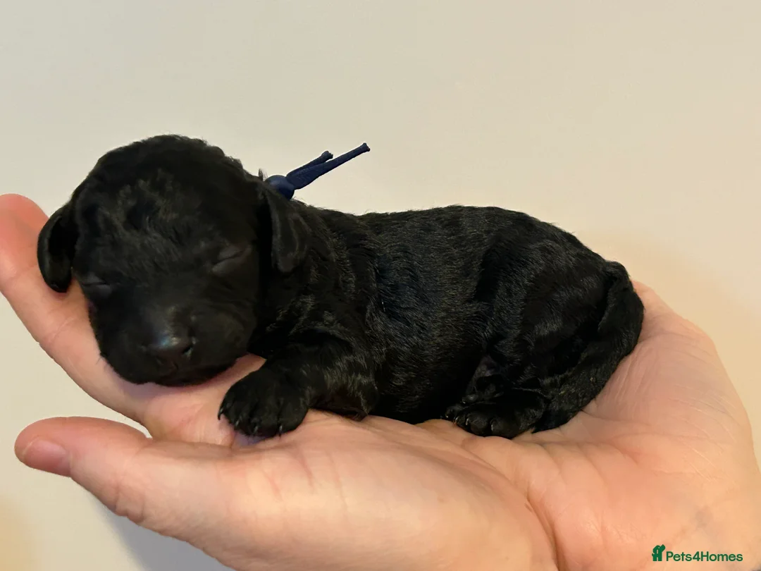 Miniature Poodle dogs for sale: Beautiful Merle Miniature Poodles in Crowborough - Advert 4