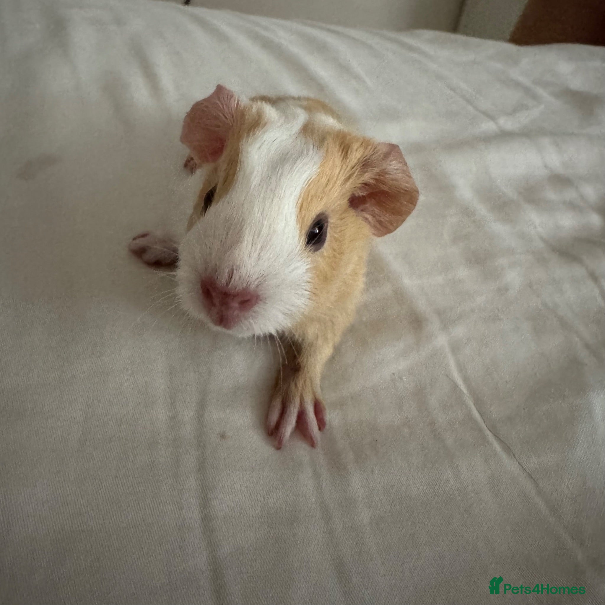 Guinea Pig rodents Available now gorgeous babies  - Advert 11