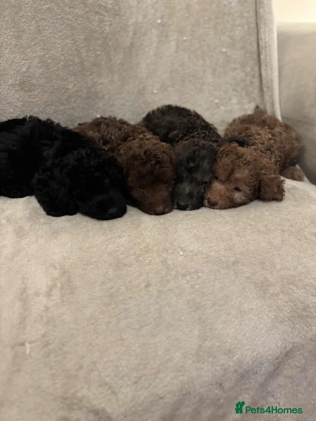 Bedlington Terrier dogs for sale: Bedlington Terrier Puppies  - Advert 1