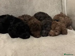 Bedlington Terrier dogs Bedlington Terrier Puppies - Advert 1