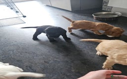 Cocker Spaniel dogs for sale: Beautiful cocker spaniel puppies - Image 16