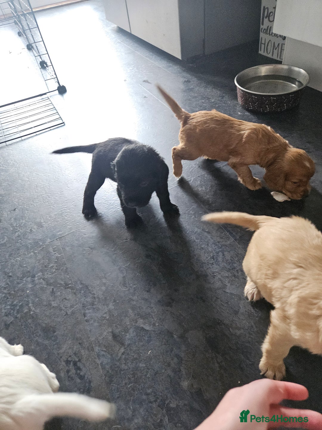 Cocker Spaniel dogs for sale: Beautiful cocker spaniel puppies - Image 16