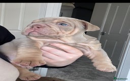 English Bulldog dogs for sale: 10 Top quality English bulldog puppies for sale  - Image 15