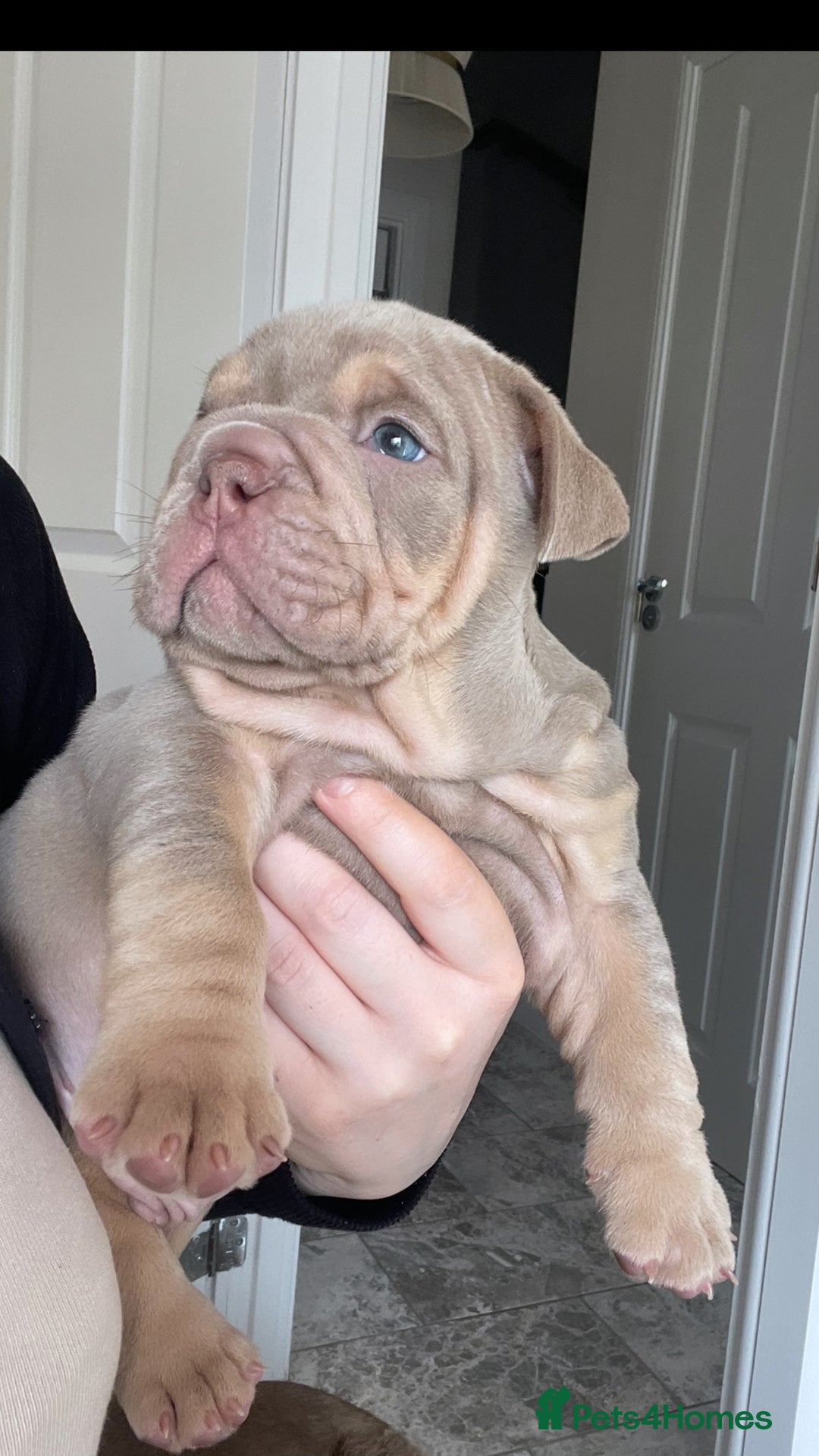 English Bulldog dogs for sale: 10 Top quality English bulldog puppies for sale  - Image 15