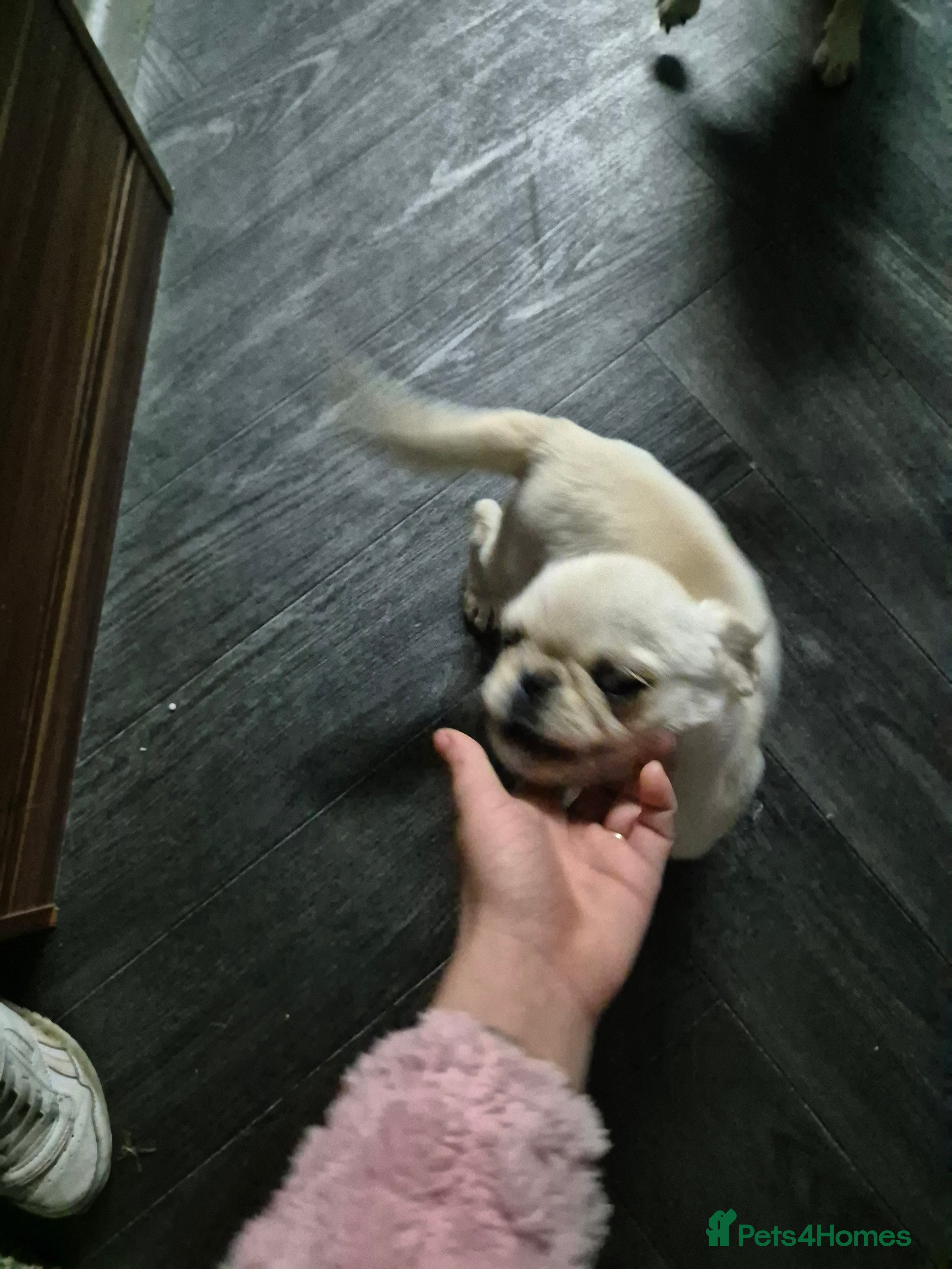 Pug dogs 3 pugs - Advert 2