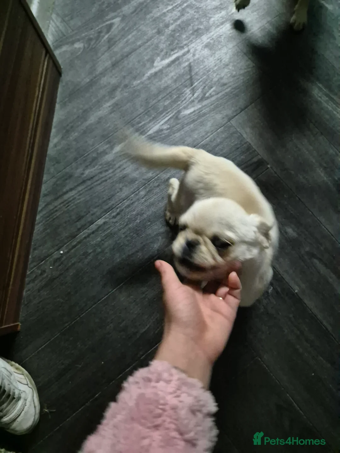 Pug dogs for sale: 3 pugs - Advert 2