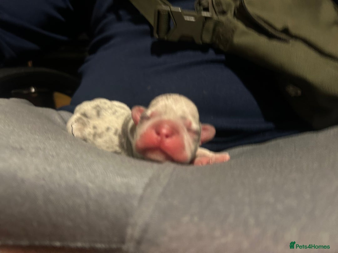 French Bulldog dogs for sale: 🐶 Stunning Merle Lilac Fawn French Bulldogs - Advert 7