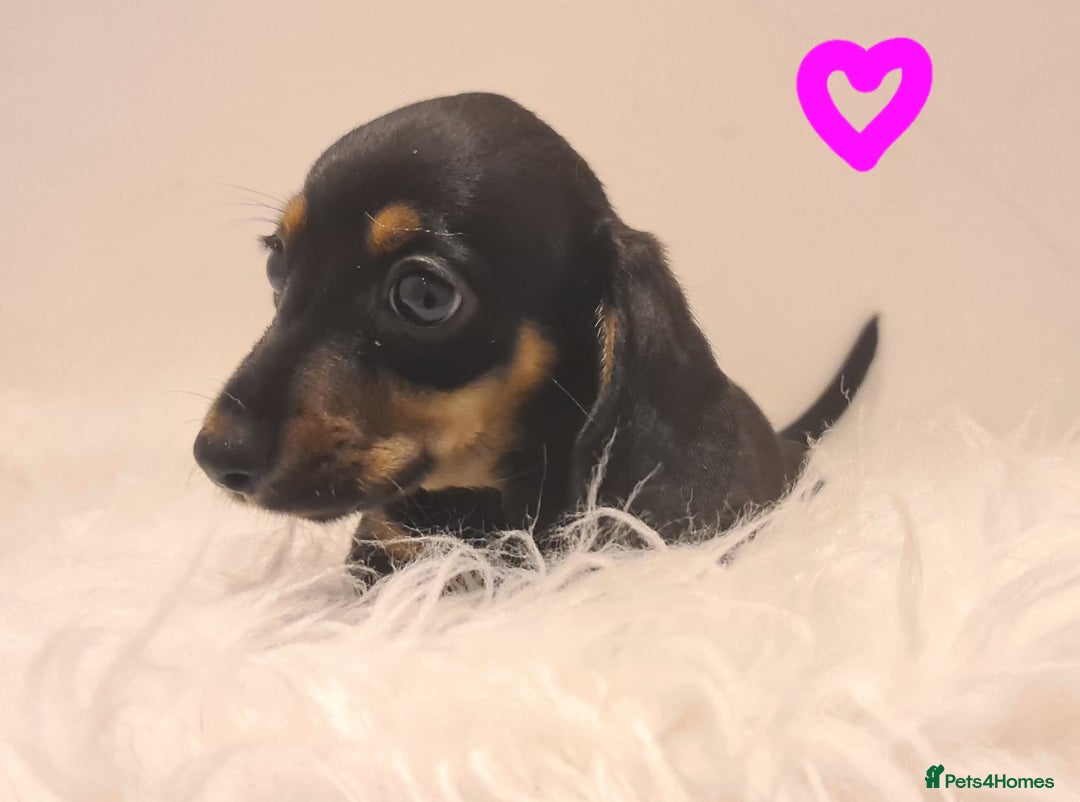 Miniature Dachshund dogs for sale: KC Daxi's health tested parents.READY - Image 6