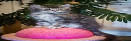 Maine Coon cats for sale:  Reduced full breed Maine coon kittens ready now  - Advert 6