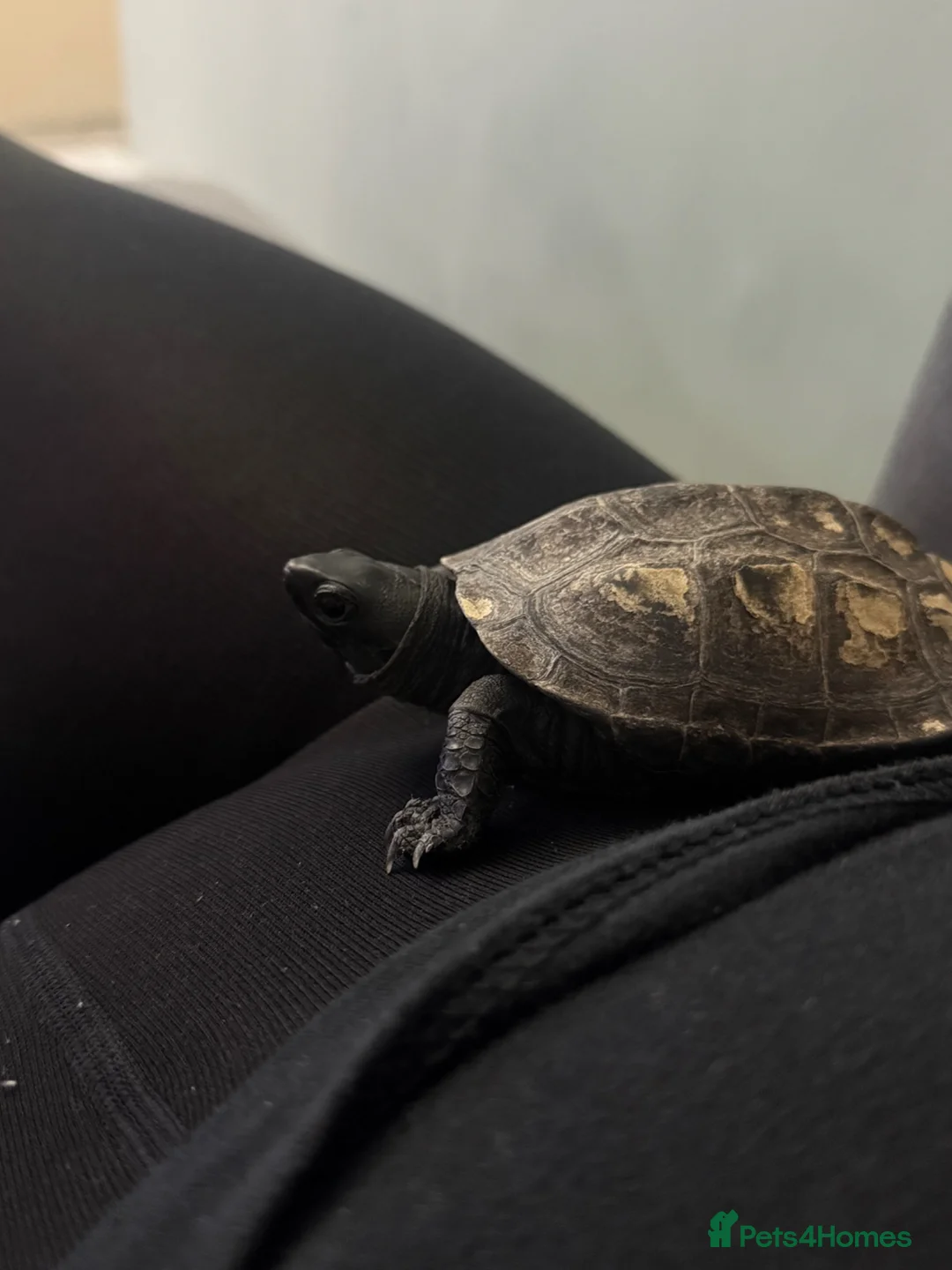 Turtle reptiles for sale: Japanese Pond Turtle in London - Advert 2