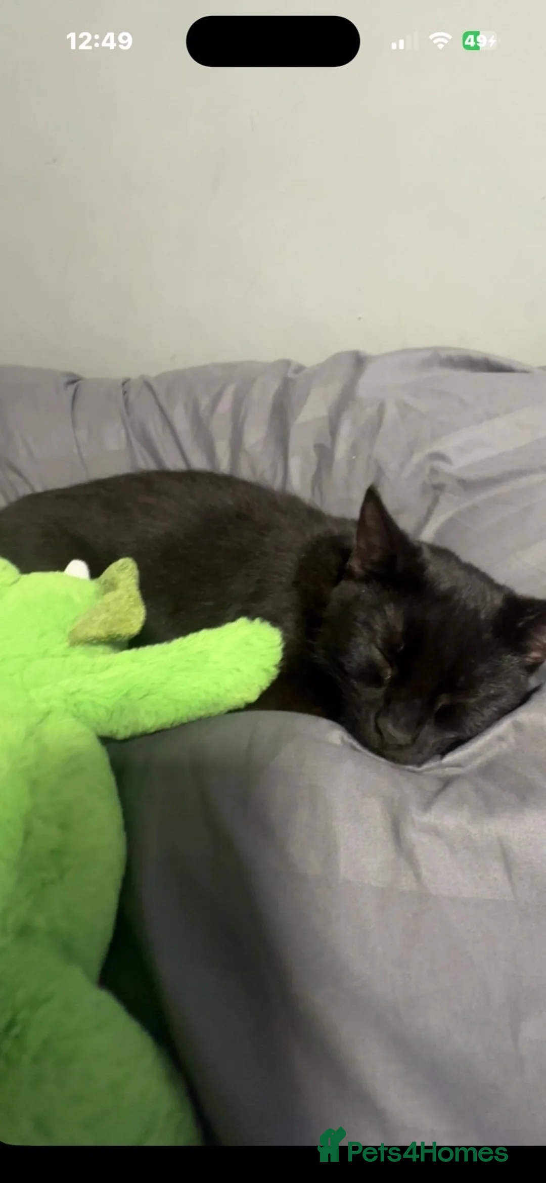 Mixed Breed cats for sale: stormy 1 year old female  in Newcastle upon Tyne - Advert 2