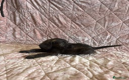 Mixed Breed dogs for sale: Gorgeous labradoodle boy - Image 6