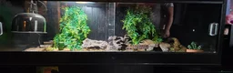 Leopard Gecko reptiles for sale: Leopard gecko with 50 gallon reptile tank. - Advert 3