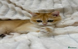 British Shorthair cats for sale: 🔥Exceptional GCCF pedigree golden BSH - Image 7