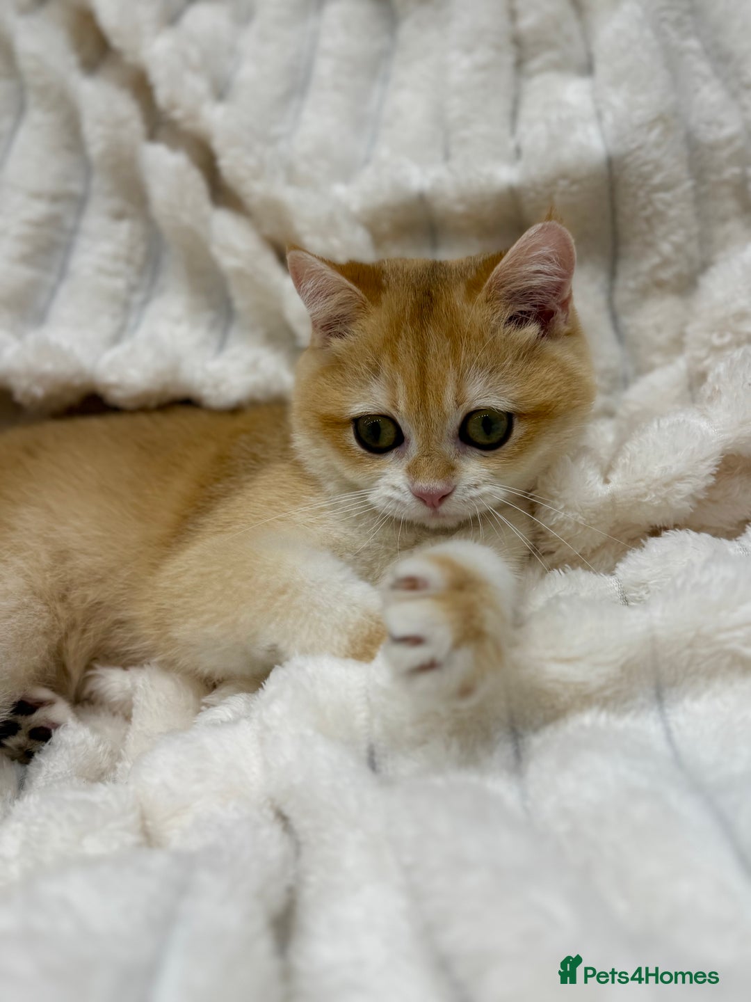 British Shorthair cats for sale: 🔥Exceptional GCCF pedigree golden BSH - Image 7