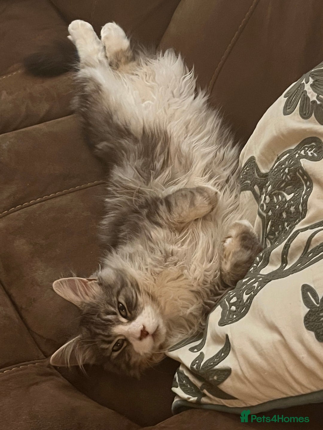Maine Coon cats for sale: Hello! I’m Monty - Image 6