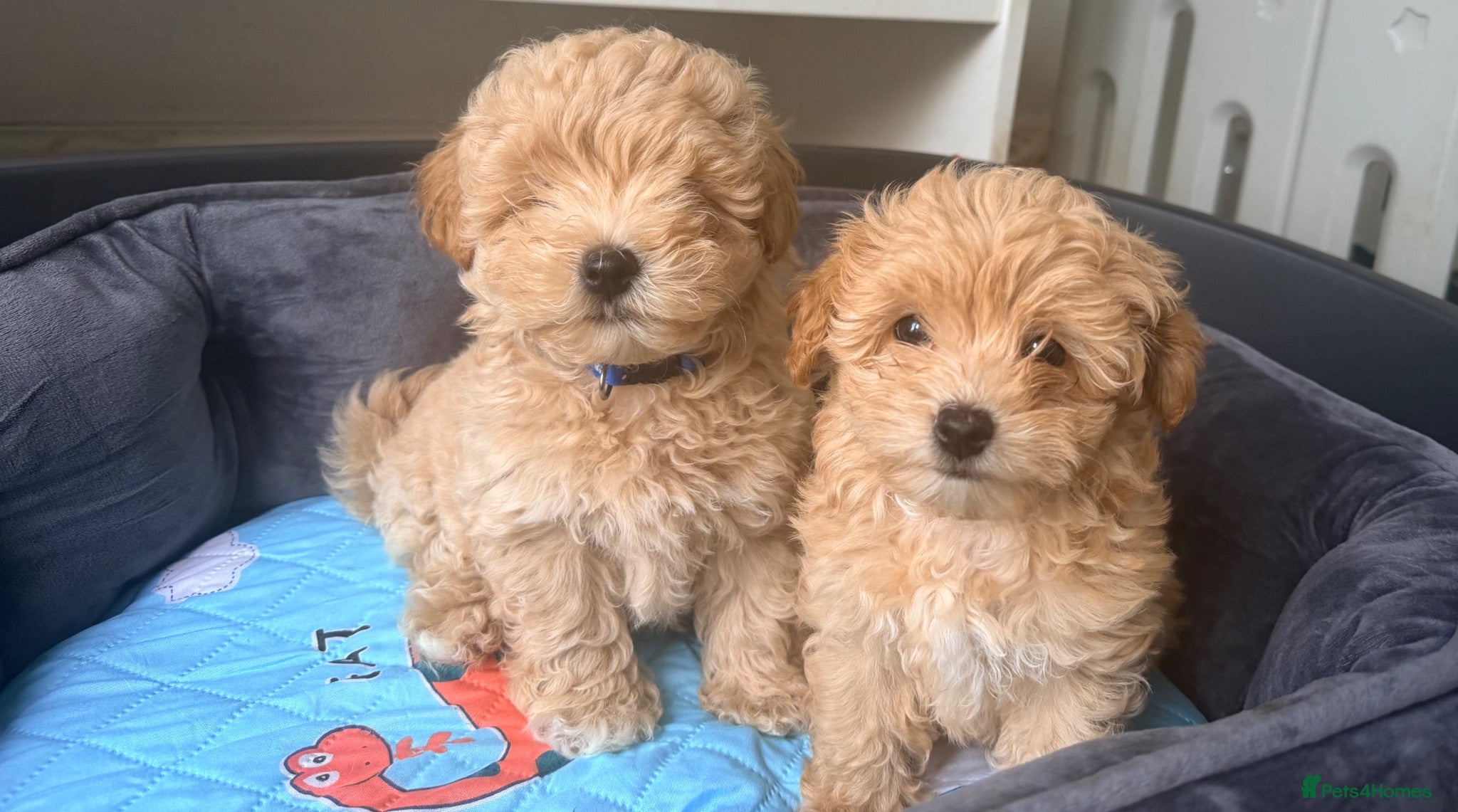 Maltipoo dogs 4 small and adorable puppies 🧸 - Advert 10