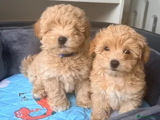 Maltipoo dogs 4 small and adorable puppies 🧸 - Advert 10