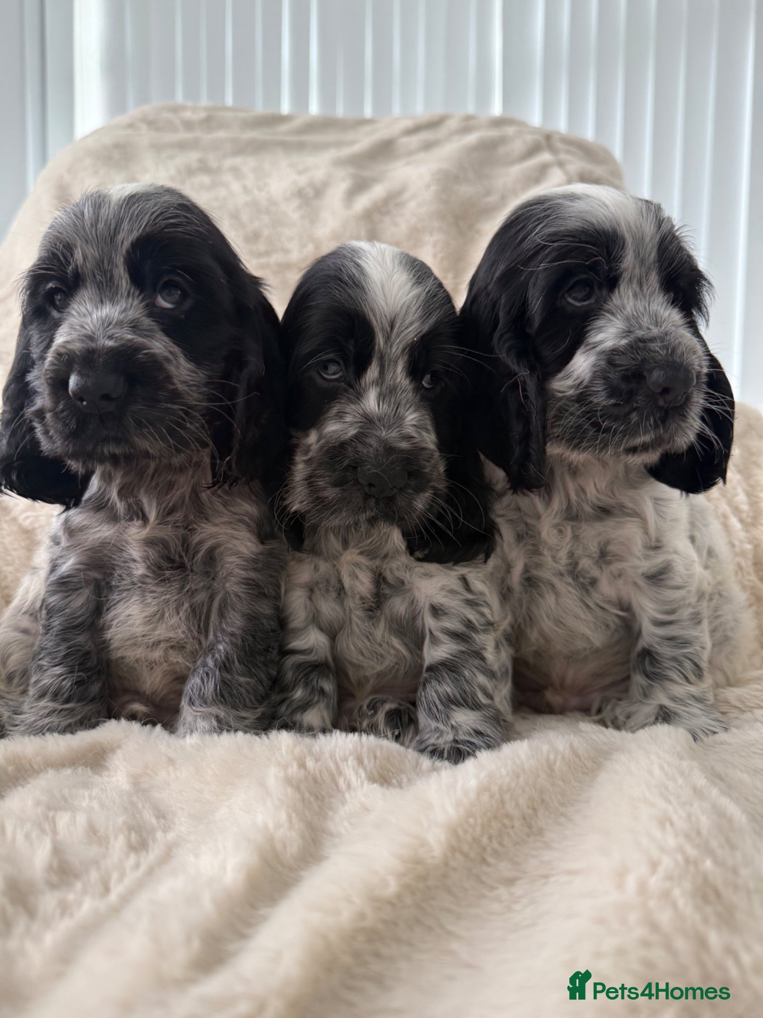 Cocker Spaniel dogs Top Quality KC Show Cocker Spaniel Puppies  - Advert 1