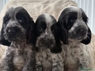 Cocker Spaniel dogs Top Quality KC Show Cocker Spaniel Puppies - Advert 1