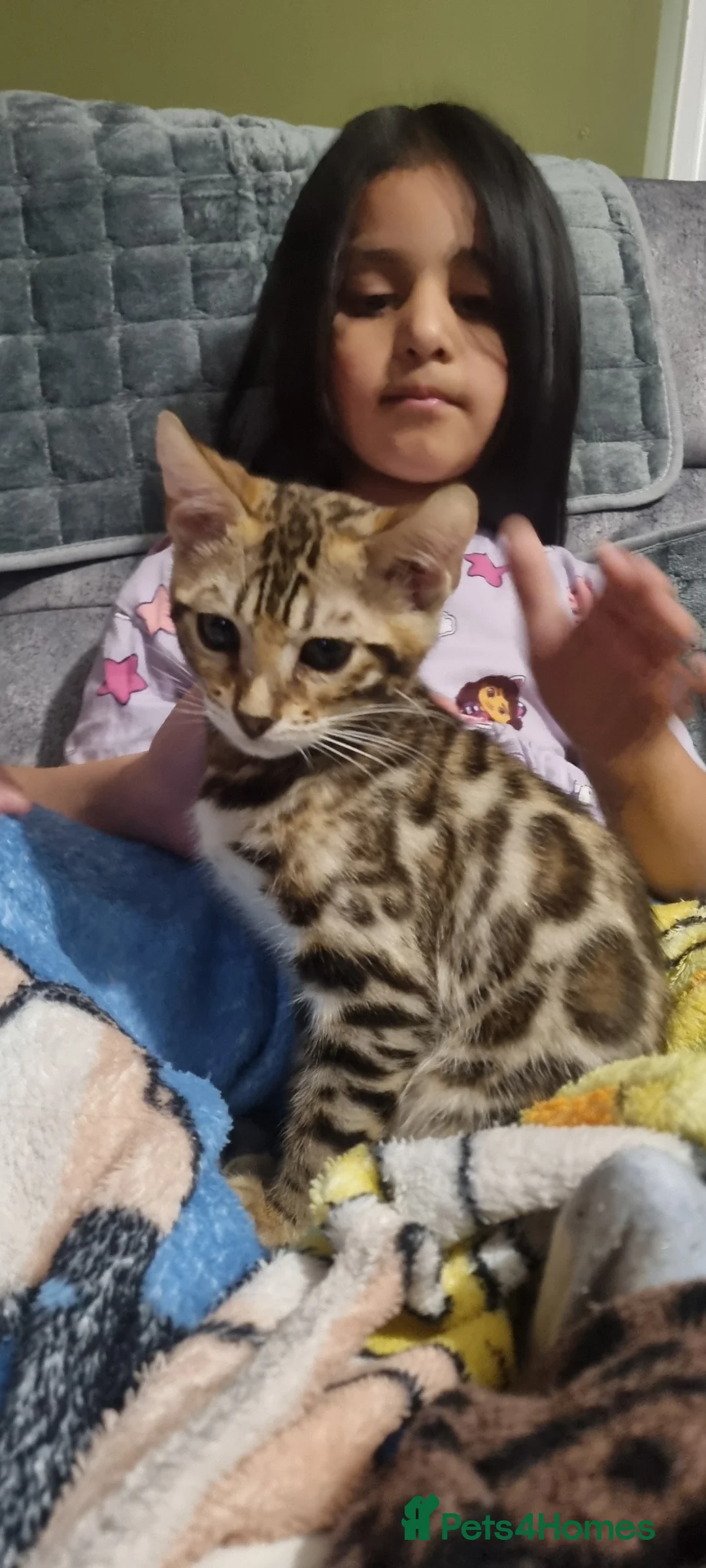 Bengal cats for sale: Stunning pedigree Bengal kitten  in Salford - Advert 1