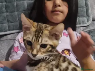 Bengal cats Stunning pedigree Bengal kitten - Advert 1