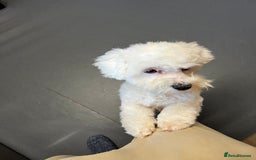 Mixed Breed dogs for sale: Alfie  - Advert 4