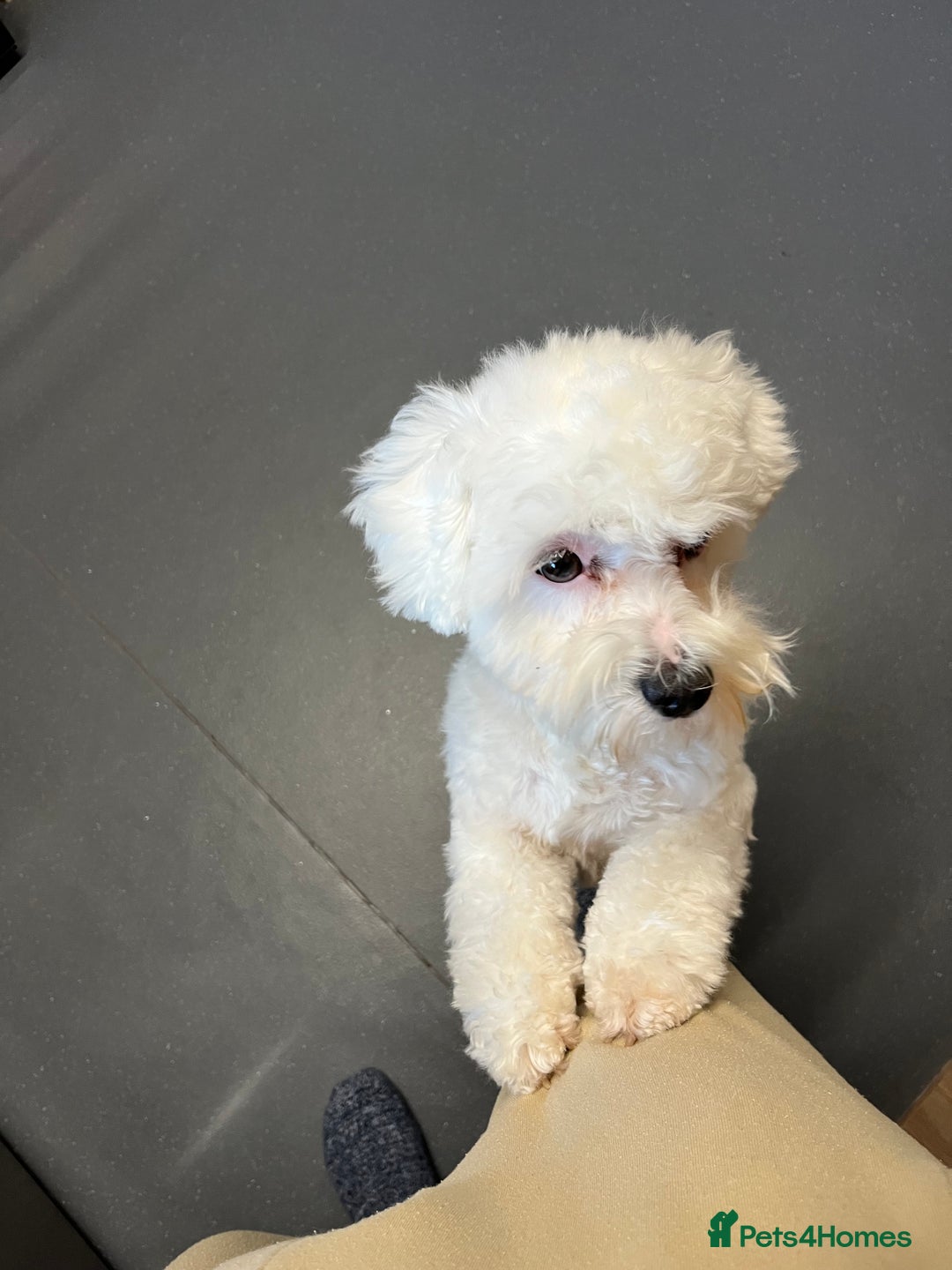 Mixed Breed dogs for sale: Alfie  - Advert 4