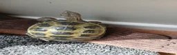 Tortoise reptiles for sale: Horsefield Tortoise - Advert 4