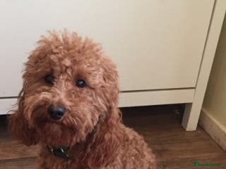 Poodle dogs Red Mini Poodle PRA Clear & Other DNA Clear in Mansfield - Advert 1