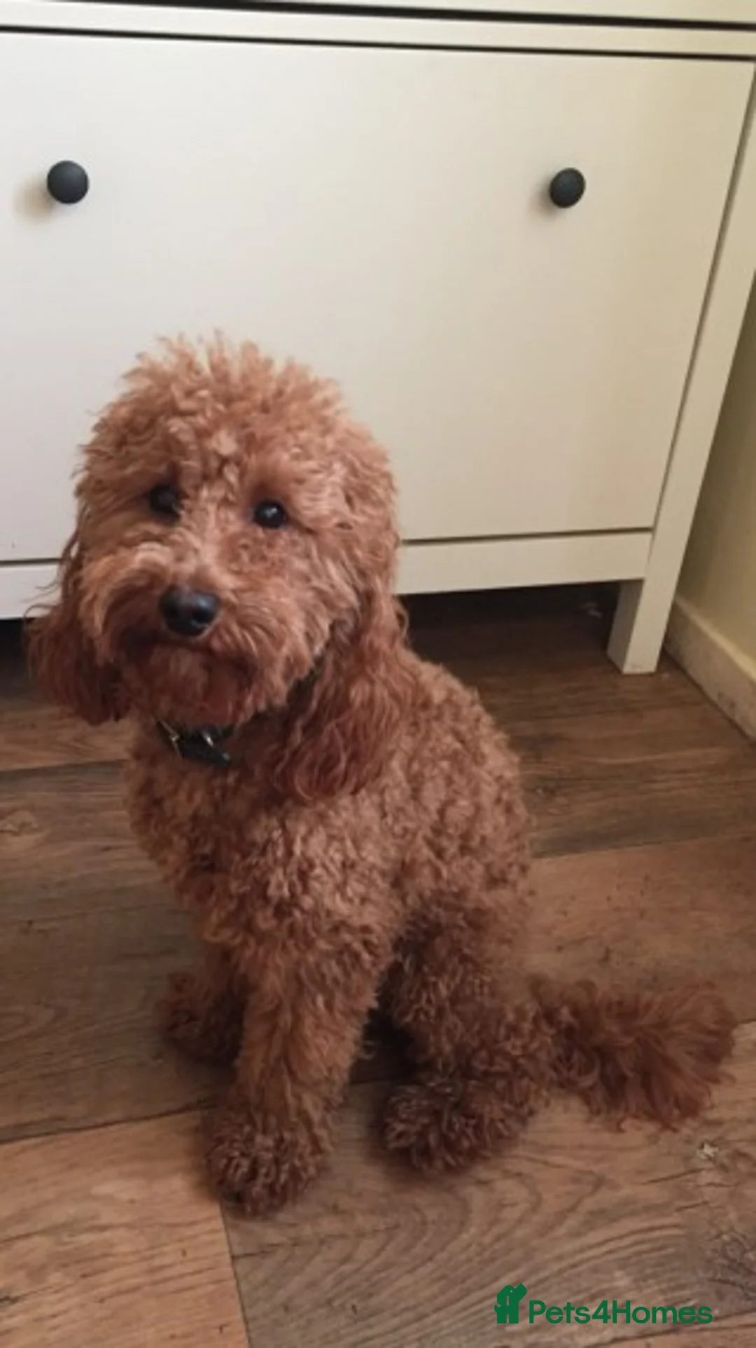 Poodle dogs for stud: Red Mini Poodle PRA Clear & Other DNA Clear in Mansfield - Advert 2