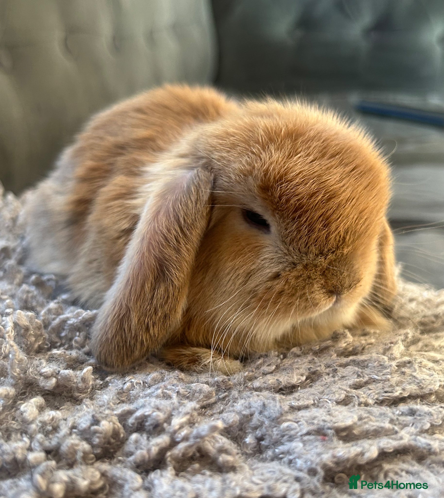 French Lop rabbits Pure French lops  - Advert 10