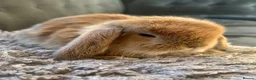 French Lop rabbits for sale: Pure French lops  - Advert 1