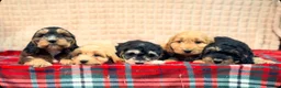Cockapoo dogs for sale: STUNNING COCKAPOO PUPPIES READY NOW  - Advert 10