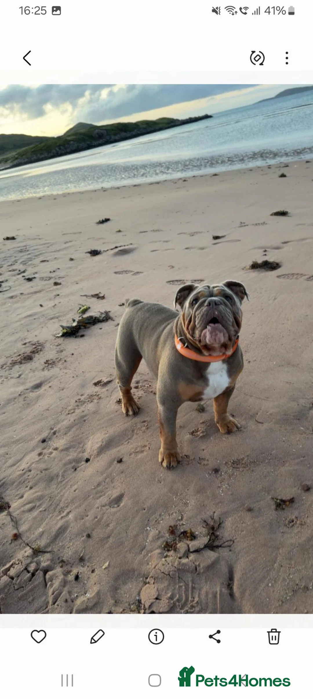 English Bulldog dogs for sale: English bulldog puppies kc for sale  in Alloa - Advert 2