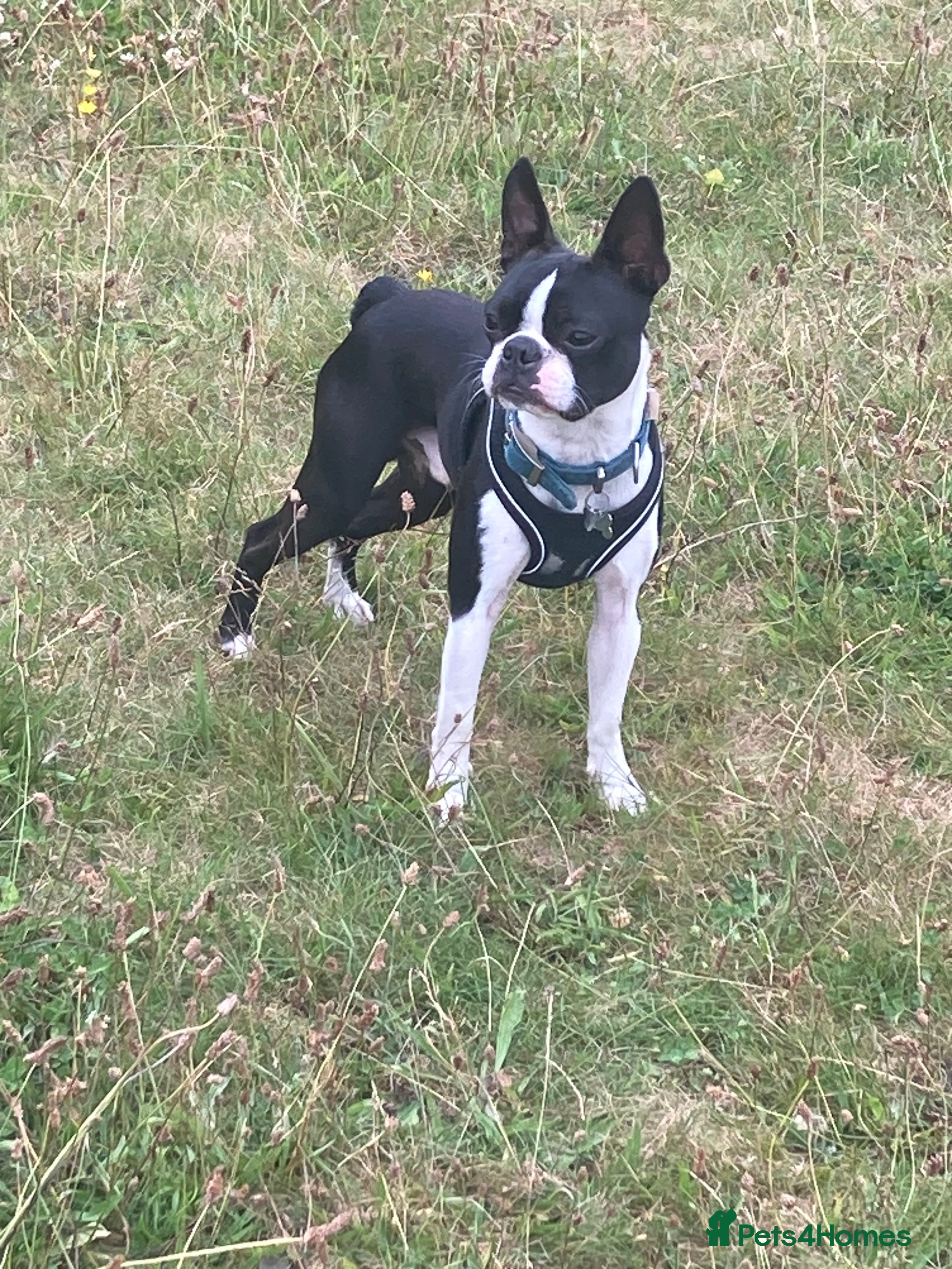 Boston Terrier dogs Buster - Advert 3