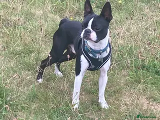 Boston Terrier dogs Buster - Advert 3