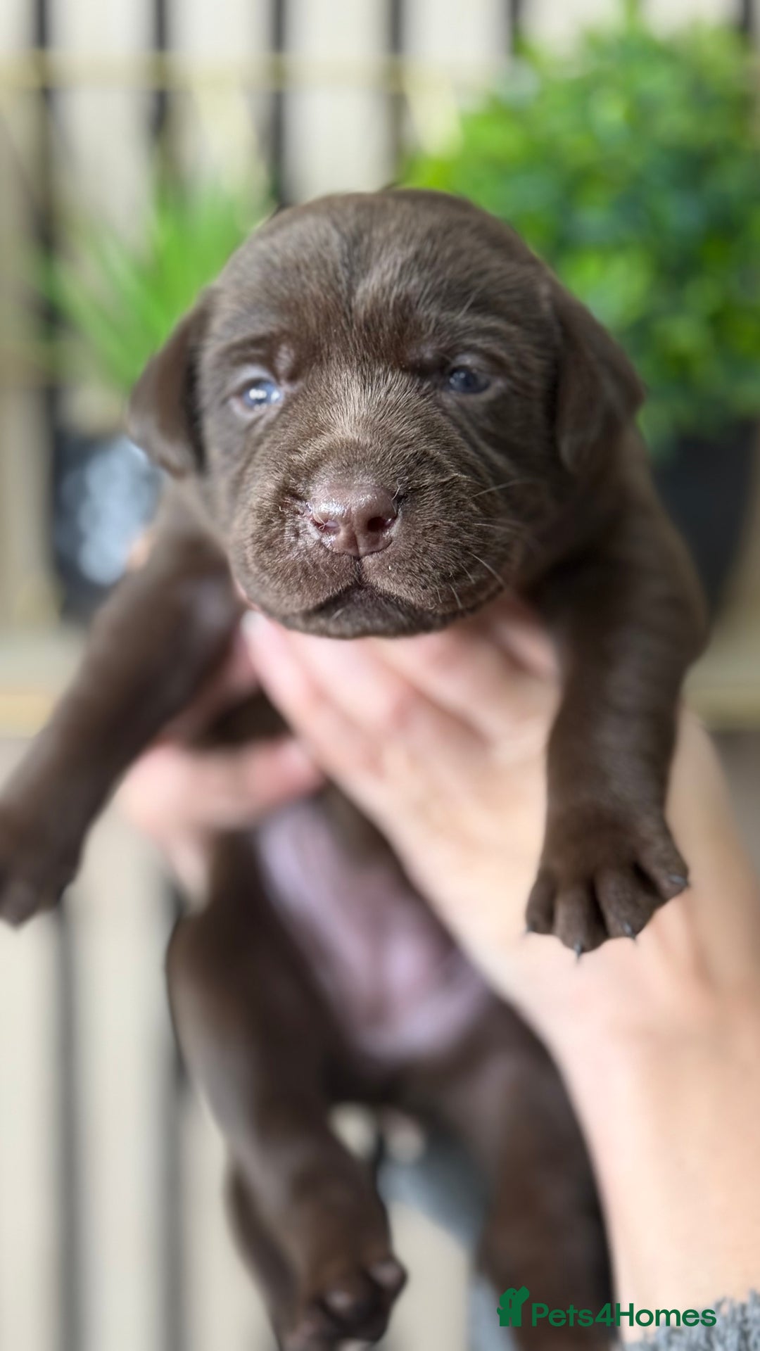 Labrador Retriever dogs for sale: Labrador puppies   - Advert 6