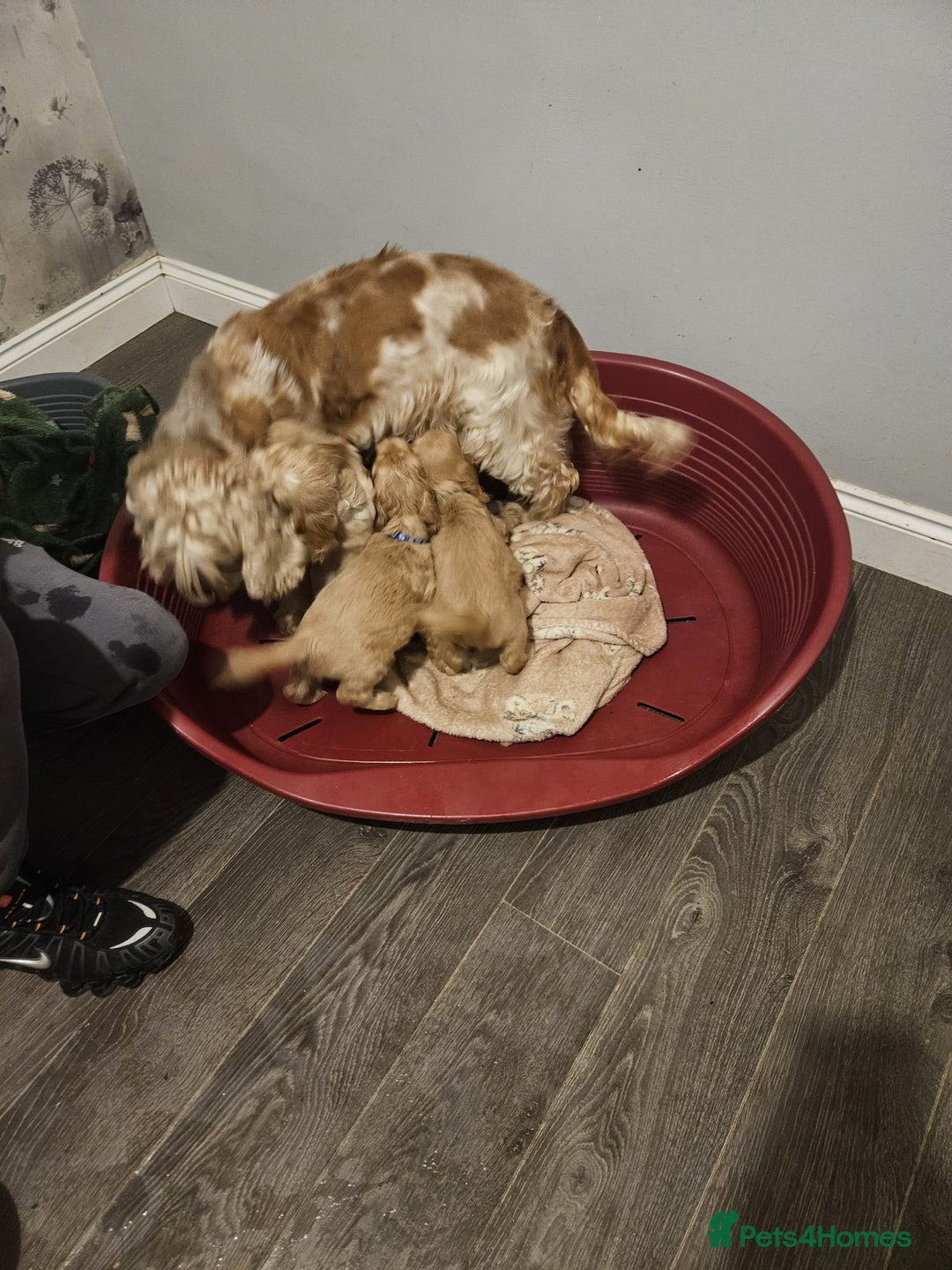 Cocker Spaniel dogs for sale: READY NOW ! Kc reg show cockers - Advert 5