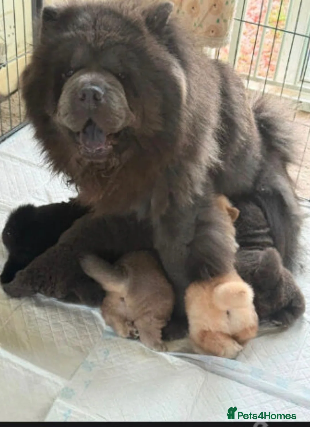 Chow Chow dogs for sale: 5 X chow chow class 1 kc registered  in Manchester - Advert 2
