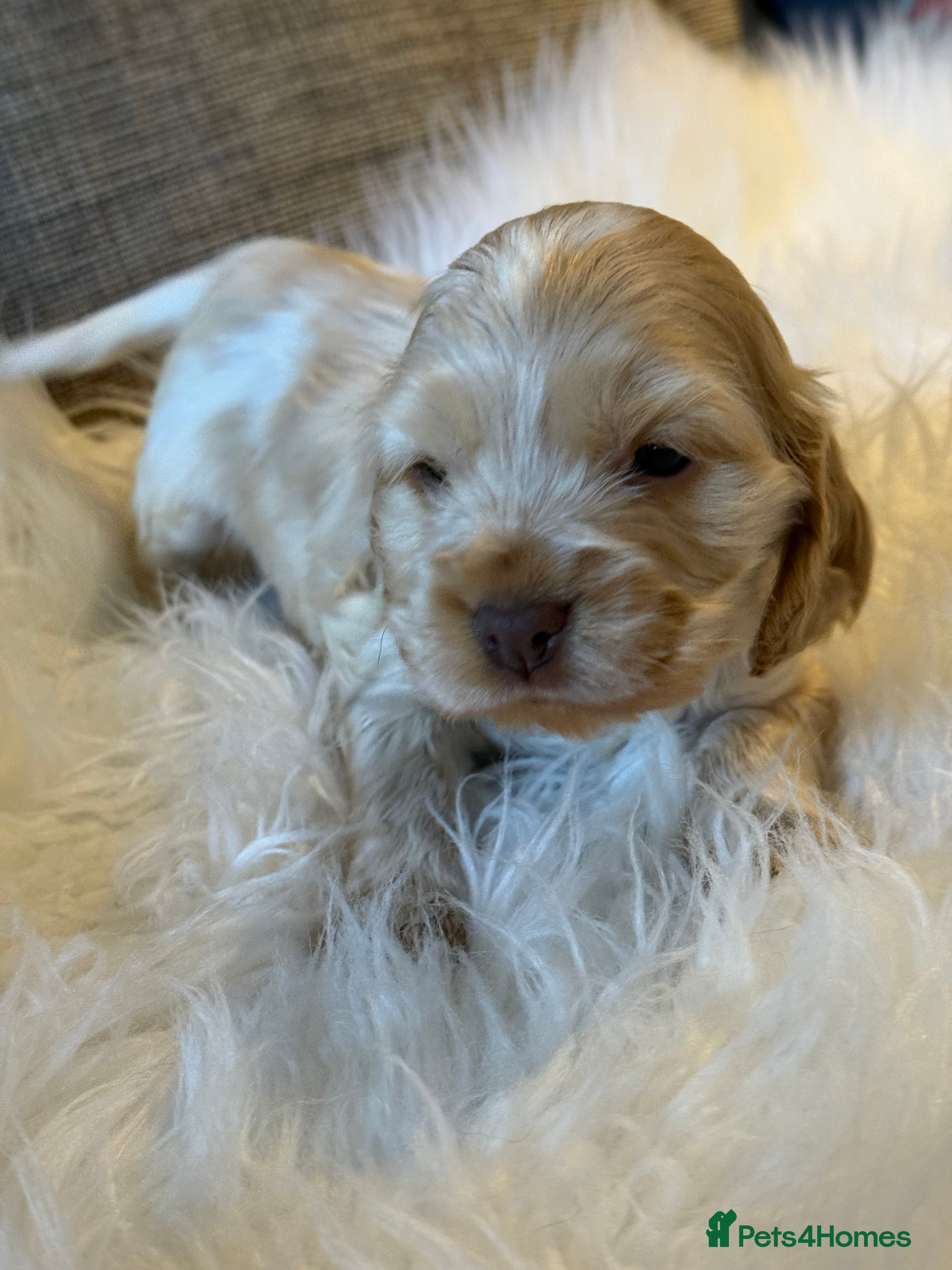 Cocker Spaniel dogs KC Show Cocker Spaniels  - Advert 1