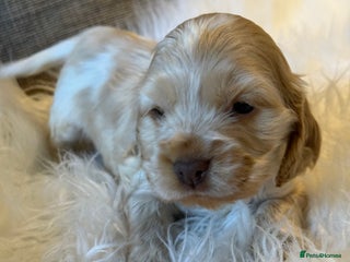 Cocker Spaniel dogs KC Show Cocker Spaniels - Advert 2