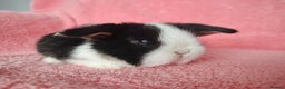 Mini Lop rabbits for sale: Baby mini lops for sale  - Advert 14