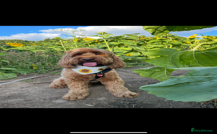 Cockapoo dogs - Advert 4