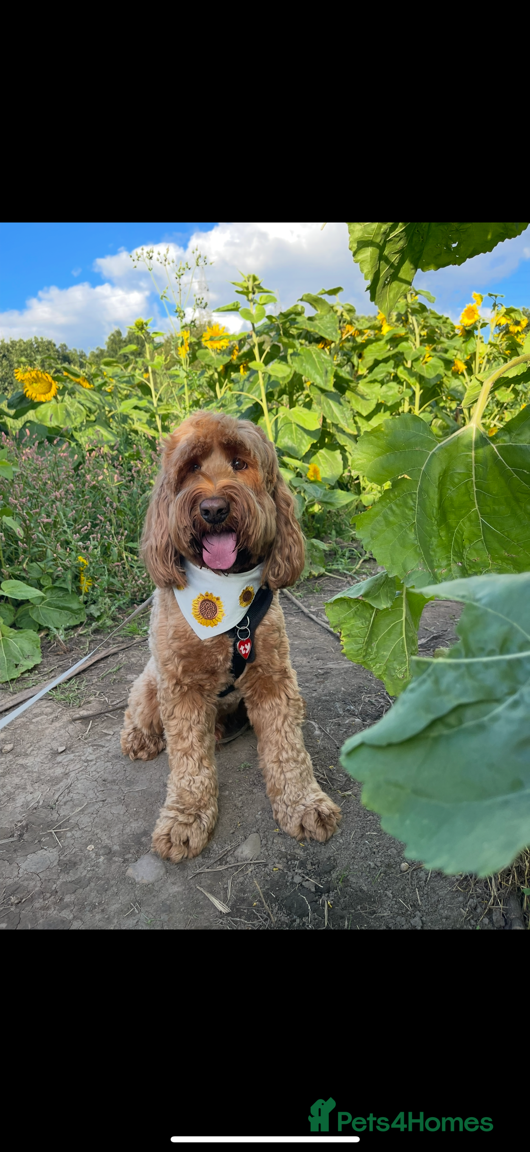 Cockapoo dogs for sale: Cockapoo - Image 1