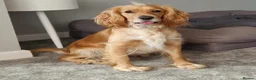 Cockapoo dogs for sale: F1 Cockapoo Puppies - Advert 39